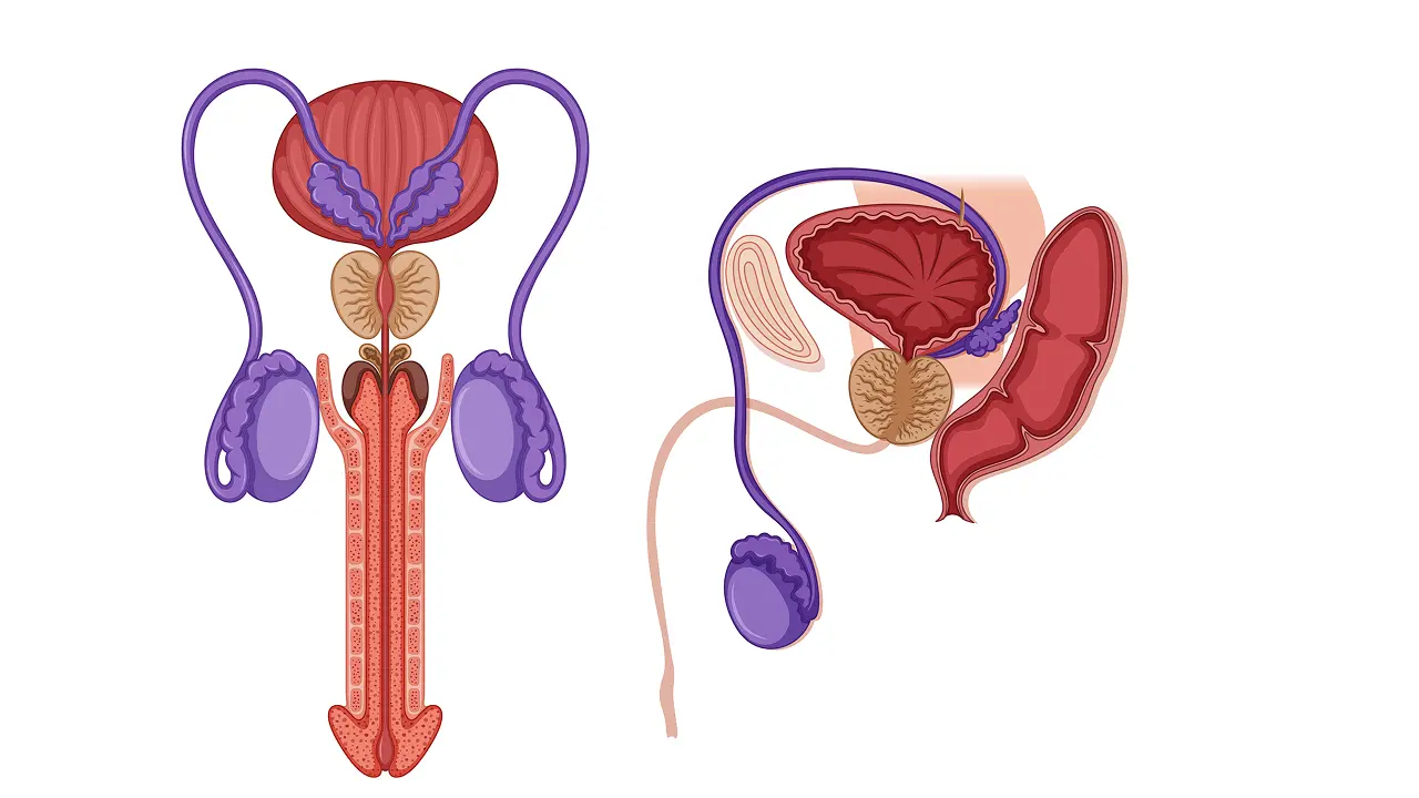 Male Infertility and Varicocele: Natural Herbal Solutions That Work